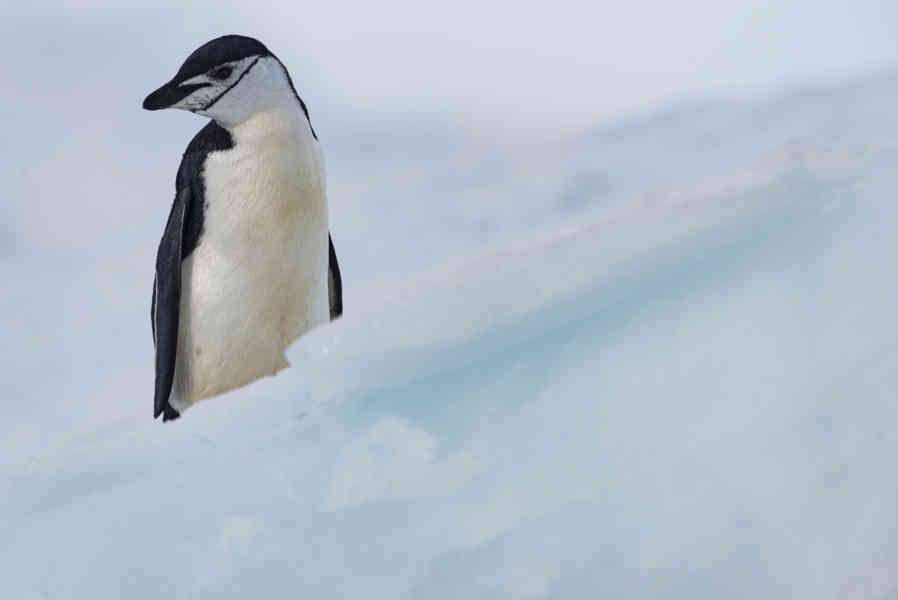 Pingüino Chinstrap - Antártida 20.jpg